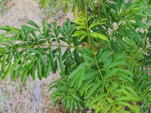 Pterocarya rhederiana ‘Fern Leaf’
