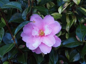 Camellia x williamsii ‘Donation’