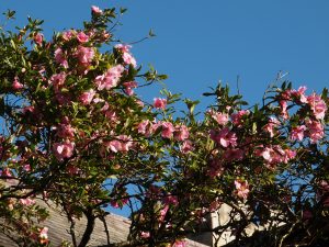 original Camellia saluenensis