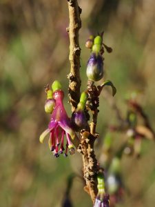 Fuchsia exorticaticas
