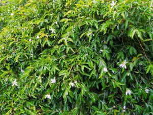 smaller, white Camellia sasanqua