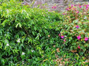 Fuchsia and white Camellia sasanqua