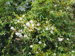 Camellia sasanqua ‘Winters Snowman’