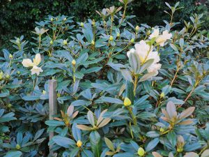 Rhododendron ‘Michaels Pride’