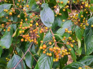 Pourthiaea beauverdiana var. notabilis