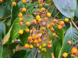 Pourthiaea beauverdiana var. notabilis