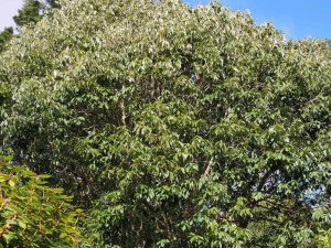 Lithocarpus pachyphyllus
