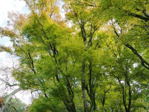Acer palmatum ‘Senkaki’