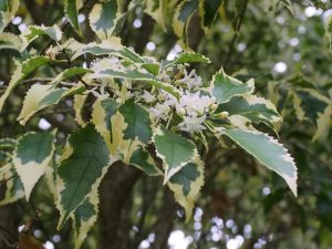 Hoheria populnea ‘Alba Variegata’