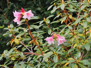 Rhododendron ‘Polyroy’