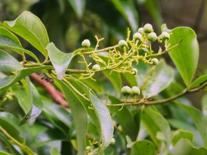 Crabiodendron yunnanense
