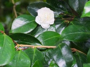 Camellia ‘Gauntlettii’
