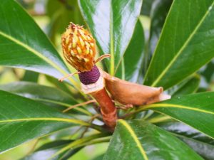Magnolia grandiflora ‘Kay Parris’