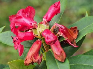 Rhododendron ‘Beau Brummell’