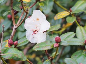 Rhododendron moupinense