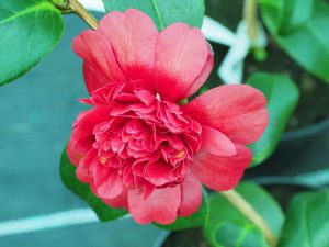 Camellia ‘Takanini’