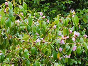 Camellia sasanqua clump