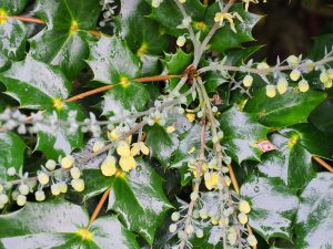 Mahonia japonica