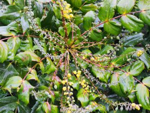 Mahonia japonica