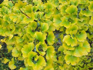 Gingko biloba