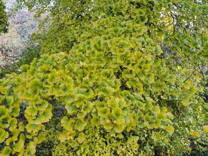 Gingko biloba