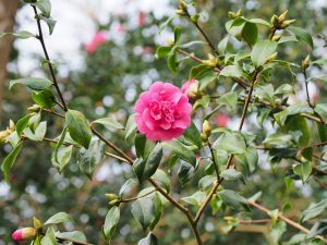 Camellia x williamsii ‘George Blandford’