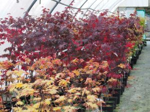 New Zealand acers