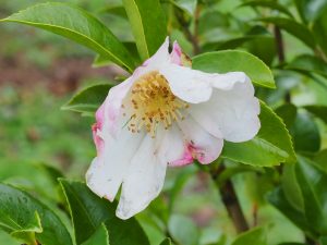 Camellia sasanqua ‘Pink ?’