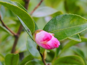 Camellia sasanqua ‘Pink ?’