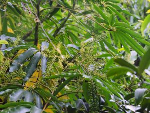 Schefflera taiwaniana