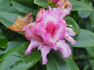 FJW’s rhododendron hybrid outside the front gate