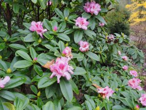 FJW’s rhododendron hybrid outside the front gate