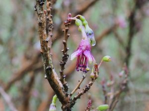 Fuchsia exorticatica