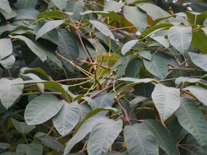 Schefflera macrophylla