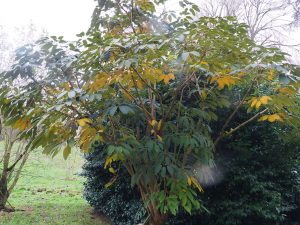 Schefflera macrophylla