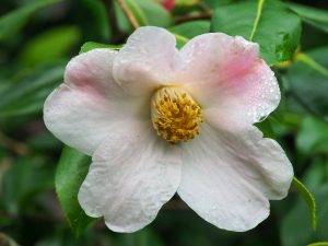 Camellia x williamsii ‘J C Williams’