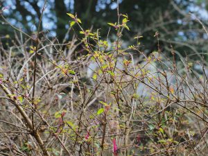 Fuchsia gracilis
