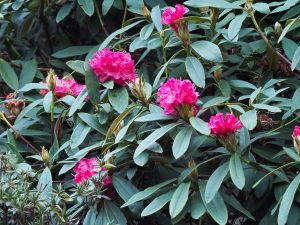 Rhododendron nobleanum