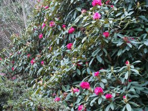 Rhododendron nobleanum