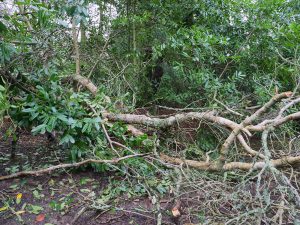 ash branch by Rookery Gate