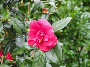 Camellia ‘Adolphe Audusson’