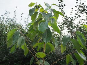 Alniphyllum aff eberhardtii
