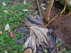 Tetrapanax papyifera ‘Rex’