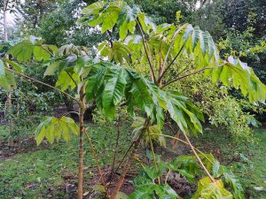 Tetrapanax papyifera ‘Rex’