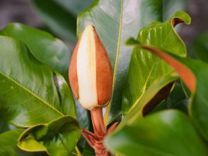 Magnolia grandiflora hybrid