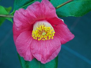 Camellia ‘Tregye’
