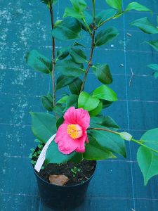 Camellia ‘Tregye’