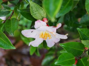 Camellia champetre ‘Fairy Blush’