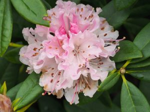 Rhododendron ‘Christmas Cheer’