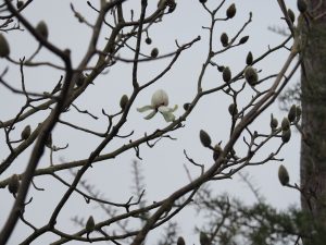 Magnolia campbellii ‘Strybling White’